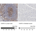 Caspase 3 Antibody in Immunohistochemistry (Paraffin) (IHC (P))