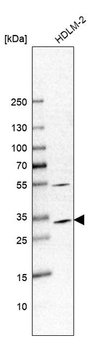 Caspase 3 Antibody in Western Blot (WB)