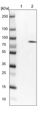 RSK1 Antibody in Western Blot (WB)