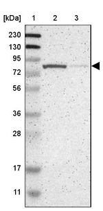 RSK1 Antibody in Western Blot (WB)