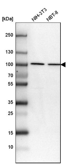 beta Catenin Antibody in Western Blot (WB)