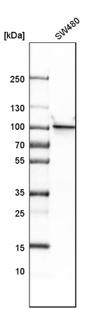 beta Catenin Antibody in Western Blot (WB)