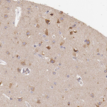 Amyloid Precursor Protein Antibody in Immunohistochemistry (Paraffin) (IHC (P))