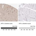 Amyloid Precursor Protein Polyclonal Antibody