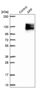 Amyloid Precursor Protein Antibody in Western Blot (WB)