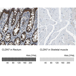 Claudin 7 Polyclonal Antibody