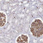 IBA1 Antibody in Immunohistochemistry (Paraffin) (IHC (P))