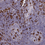 IBA1 Antibody in Immunohistochemistry (Paraffin) (IHC (P))