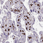 IBA1 Antibody in Immunohistochemistry (Paraffin) (IHC (P))