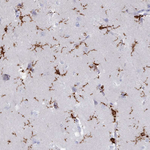 IBA1 Antibody in Immunohistochemistry (Paraffin) (IHC (P))