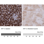 IBA1 Polyclonal Antibody