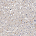 Huntingtin Antibody in Immunohistochemistry (Paraffin) (IHC (P))