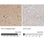 Huntingtin Antibody in Immunohistochemistry (Paraffin) (IHC (P))
