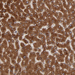 ZO-1 Antibody in Immunohistochemistry (Paraffin) (IHC (P))