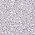Connexin 43 Antibody in Immunohistochemistry (Paraffin) (IHC (P))