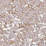 Connexin 43 Antibody in Immunohistochemistry (Paraffin) (IHC (P))