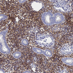 Connexin 43 Antibody in Immunohistochemistry (Paraffin) (IHC (P))