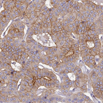 Connexin 43 Antibody in Immunohistochemistry (Paraffin) (IHC (P))