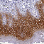 Connexin 43 Antibody in Immunohistochemistry (Paraffin) (IHC (P))