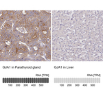 Connexin 43 Polyclonal Antibody