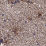 TrkB Antibody in Immunohistochemistry (Paraffin) (IHC (P))