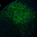 Tyrosine Hydroxylase Antibody in Immunohistochemistry (Paraffin) (IHC (P))
