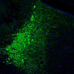 Tyrosine Hydroxylase Antibody in Immunohistochemistry (Paraffin) (IHC (P))