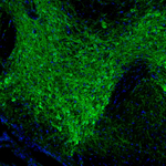Tyrosine Hydroxylase Antibody in Immunohistochemistry (Paraffin) (IHC (P))