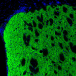Tyrosine Hydroxylase Antibody in Immunohistochemistry (Paraffin) (IHC (P))