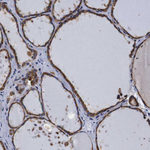 Cyclophilin B Antibody in Immunohistochemistry (Paraffin) (IHC (P))