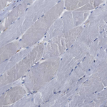 Cyclophilin B Antibody in Immunohistochemistry (Paraffin) (IHC (P))