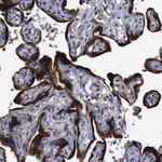 Cyclophilin B Antibody in Immunohistochemistry (Paraffin) (IHC (P))
