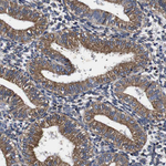 Cyclophilin B Antibody in Immunohistochemistry (Paraffin) (IHC (P))