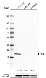 Cyclophilin B Antibody in Western Blot (WB)