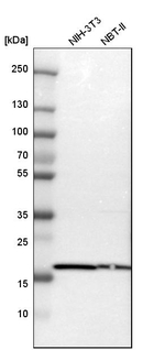 Cyclophilin B Antibody in Western Blot (WB)