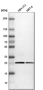 Calretinin Antibody in Western Blot (WB)