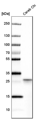 Calretinin Antibody in Western Blot (WB)