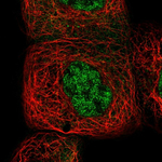 NFkB p50 Antibody in Immunocytochemistry (ICC/IF)
