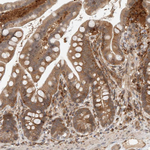 NFkB p50 Antibody in Immunohistochemistry (Paraffin) (IHC (P))