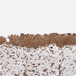 NFkB p50 Antibody in Immunohistochemistry (Paraffin) (IHC (P))