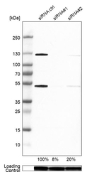 NFkB p50 Antibody in Western Blot (WB)