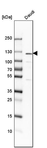 NFkB p50 Antibody in Western Blot (WB)
