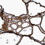 PDIA6 Antibody in Immunohistochemistry (Paraffin) (IHC (P))