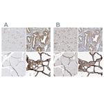 PDIA6 Antibody in Immunohistochemistry (Paraffin) (IHC (P))
