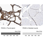 PDIA6 Antibody in Immunohistochemistry (Paraffin) (IHC (P))