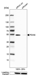 PDIA6 Antibody in Western Blot (WB)