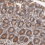 ERp57 Antibody in Immunohistochemistry (Paraffin) (IHC (P))