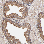 ERp57 Antibody in Immunohistochemistry (Paraffin) (IHC (P))