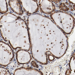 ERp57 Antibody in Immunohistochemistry (Paraffin) (IHC (P))