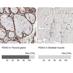 ERp57 Antibody in Immunohistochemistry (Paraffin) (IHC (P))